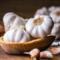 Garlic
